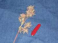 Turpentine Grass
