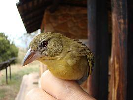 Masked Weaver