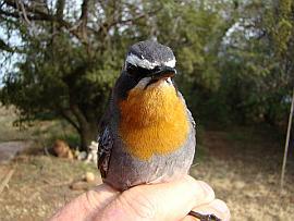 Cape Robin
