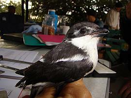 Fiscal Shrike