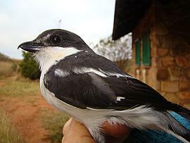 Fiscal Shrike