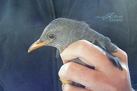 Cape Thrush