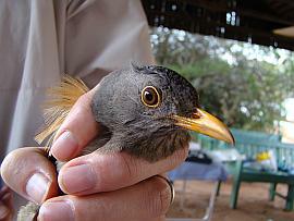 Cape Thrush