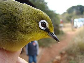White-Eye