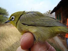 White-Eye